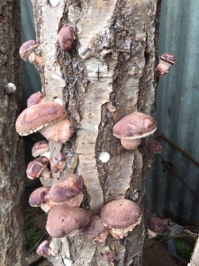 %e3%81%97%e3%81%84%e3%81%9f%e3%81%91