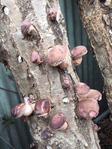 %e3%81%97%e3%81%84%e3%81%9f%e3%81%912